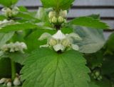 Lamium album