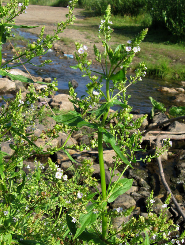 Image of Veronica anagallis-aquatica specimen.