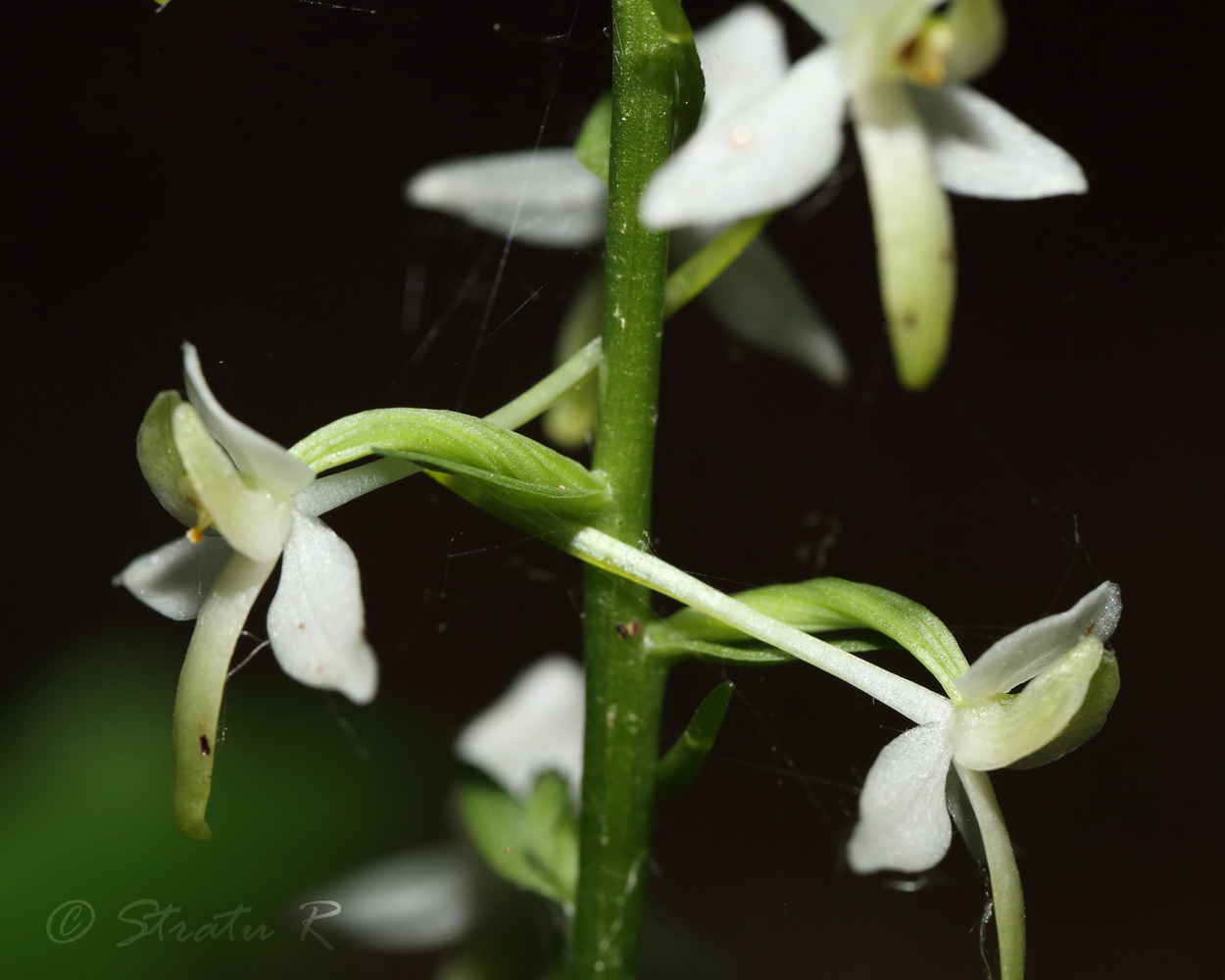 Изображение особи Platanthera bifolia.