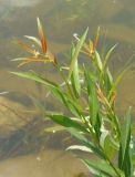Image of taxon representative. Author is Сергей Одинец