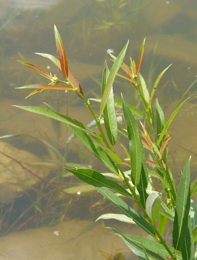 Image of Salix triandra specimen.
