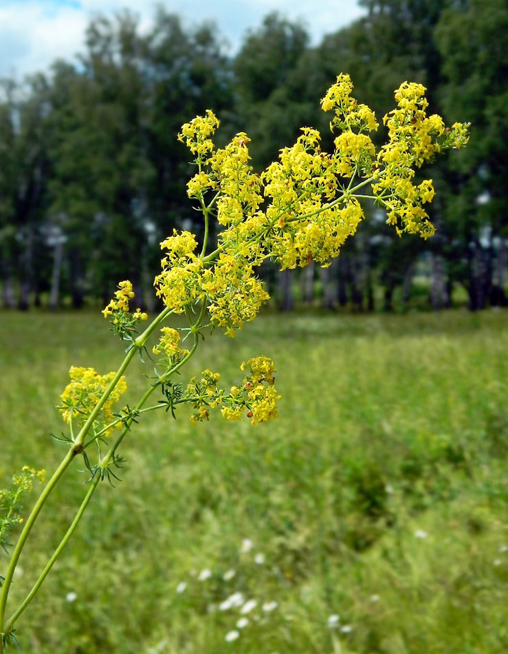 Изображение особи Galium verum.