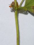 Alchemilla microdonta