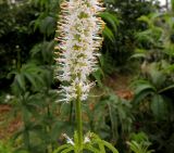 Veronicastrum borissovae