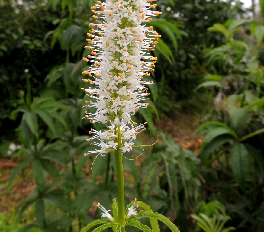 Изображение особи Veronicastrum borissovae.