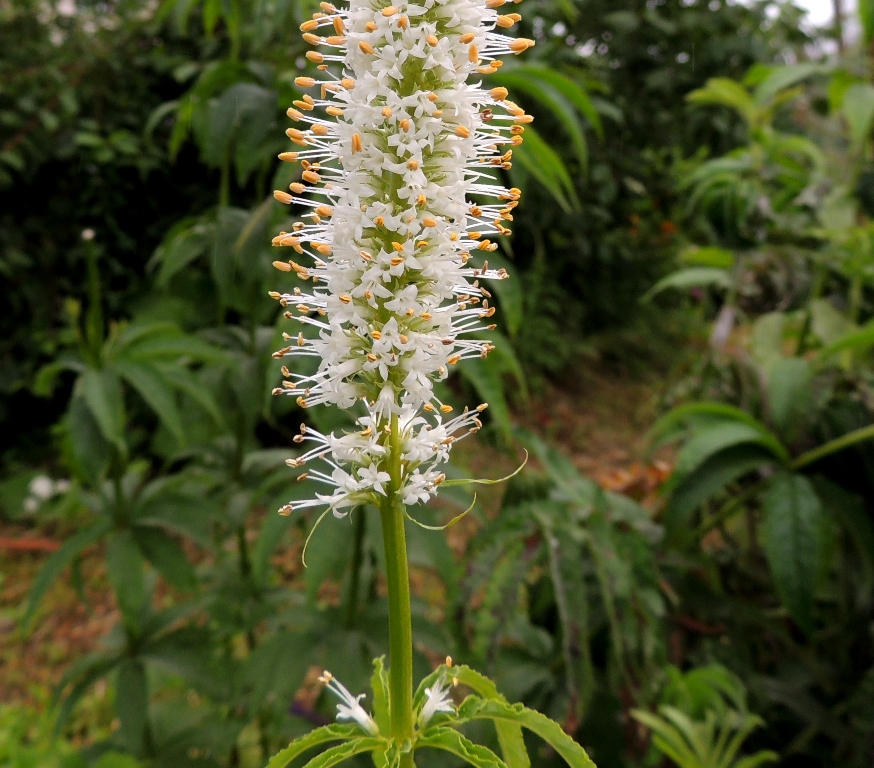 Image of Veronicastrum borissovae specimen.