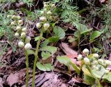 Pyrola minor