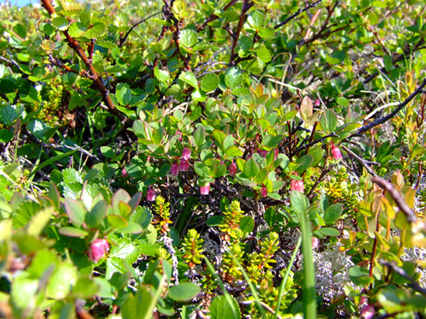 Image of Vaccinium uliginosum ssp. microphyllum specimen.
