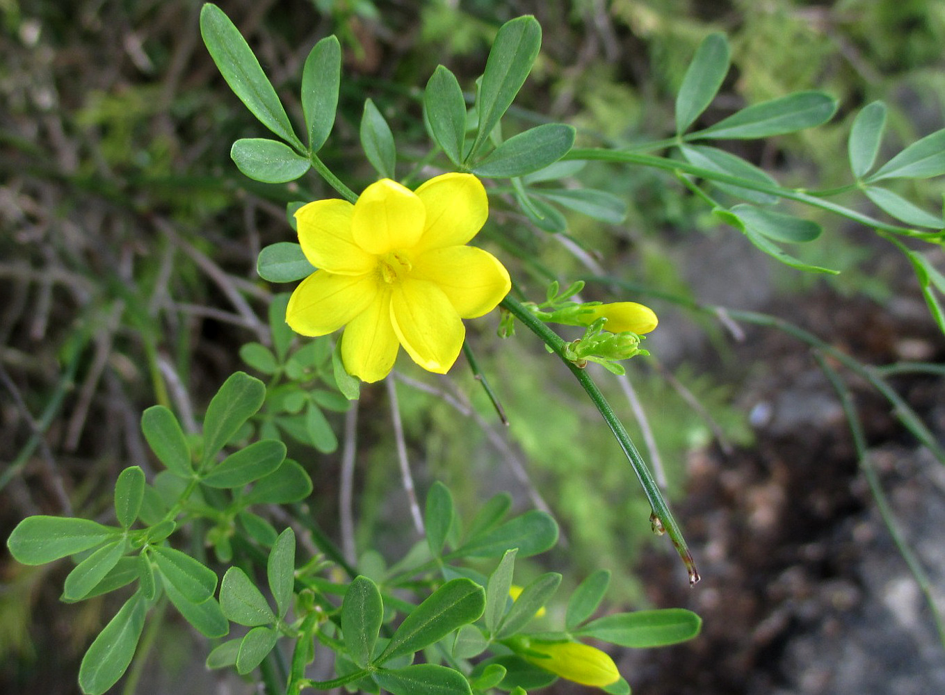 Image of Jasminum fruticans specimen.