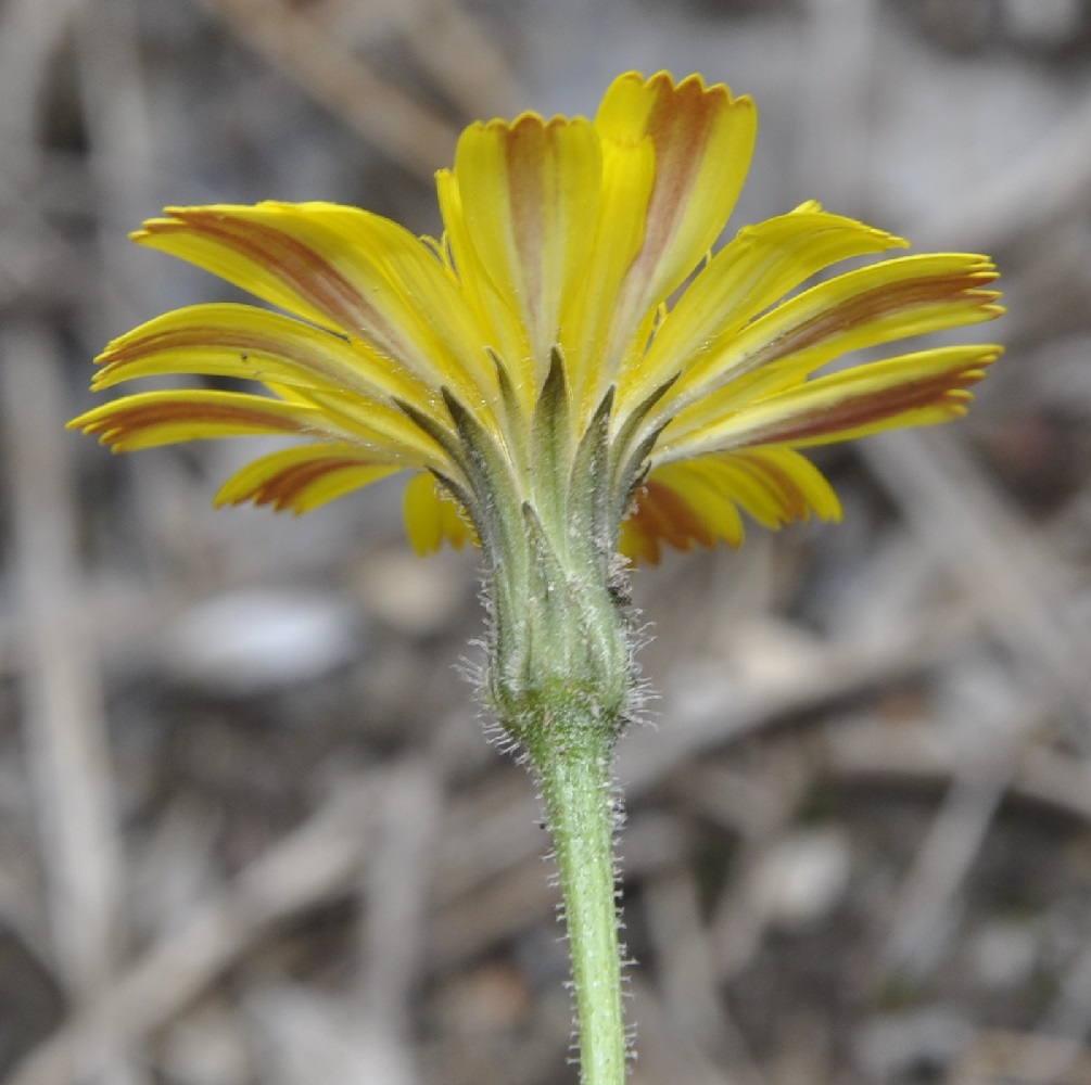 Image of Leontodon biscutellifolius specimen.