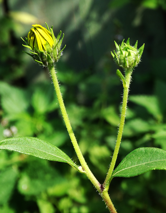 Image of Helianthus tuberosus specimen.