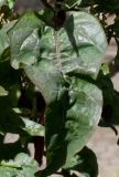 Atriplex hortensis