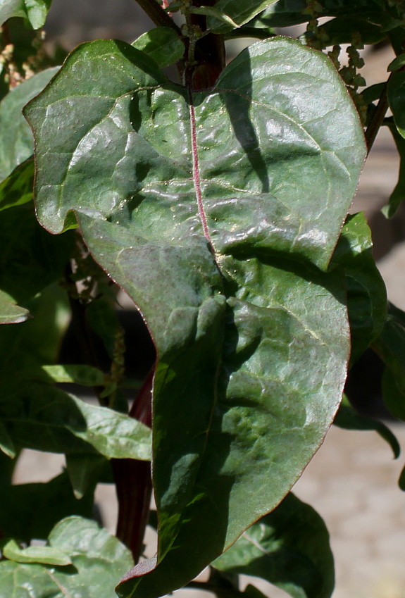 Изображение особи Atriplex hortensis.