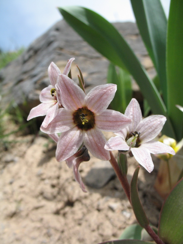 Изображение особи Rhinopetalum stenantherum.