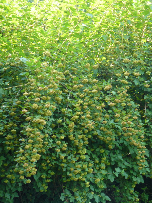 Image of Physocarpus opulifolius specimen.
