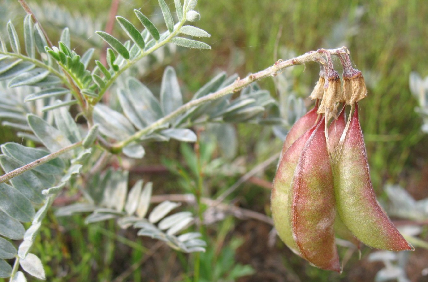 Image of Astragalus sericeocanus specimen.