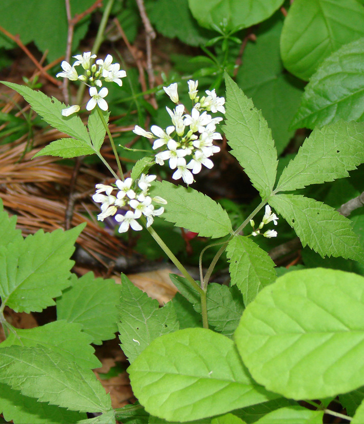 Изображение особи Cardamine leucantha.