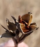 genus Iris. Сухой вскрывшийся плод с семенами. Амурская обл., в ~ 30 км севернее Благовещенска, заболоченное понижение между полями сои. 06.10.2014.