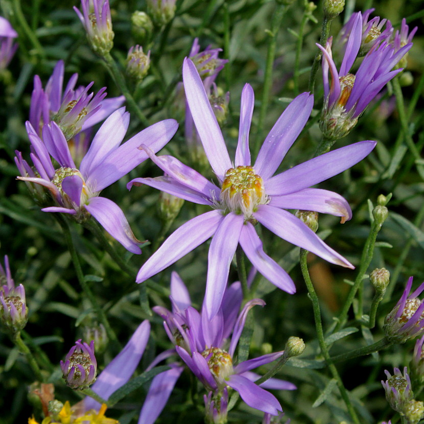 Изображение особи Galatella punctata.