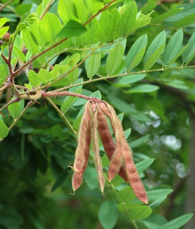 Image of Robinia viscosa specimen.