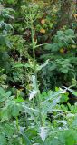 Sonchus arvensis ssp. uliginosus