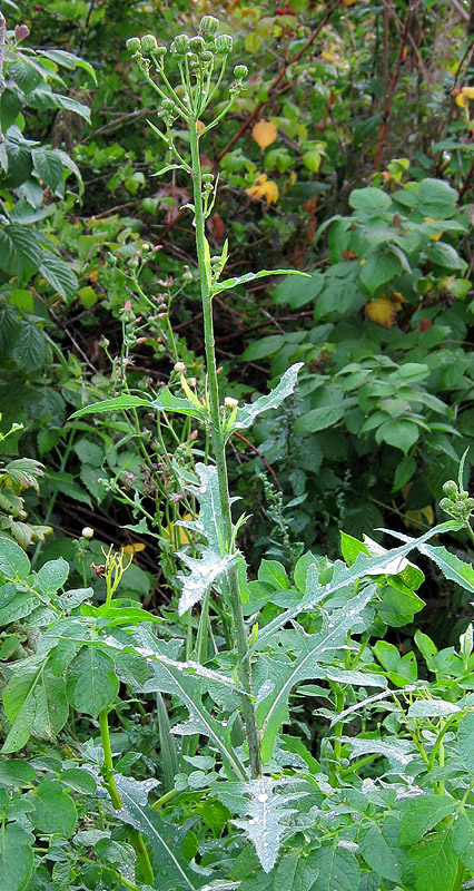Image of Sonchus arvensis ssp. uliginosus specimen.