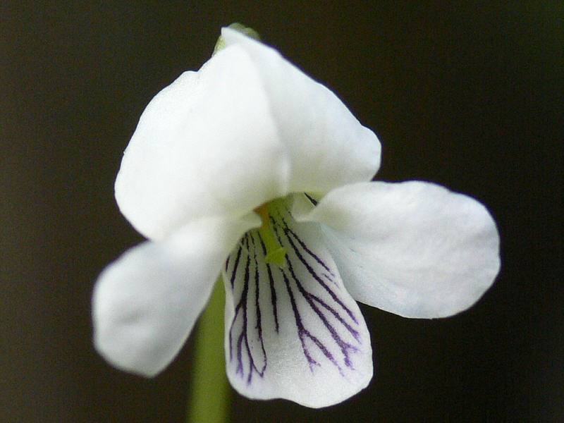 Image of Viola hultenii specimen.