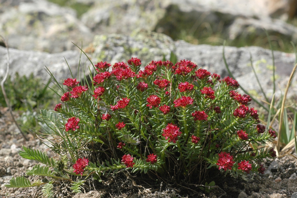 Изображение особи Rhodiola coccinea.