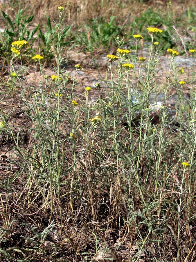 Изображение особи Achillea micrantha.