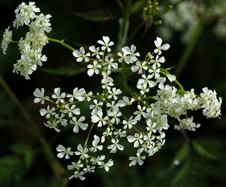 Image of Anthriscus sylvestris specimen.