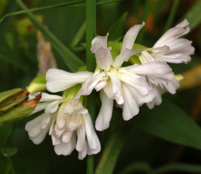 Image of Saponaria officinalis f. pleniflora specimen.