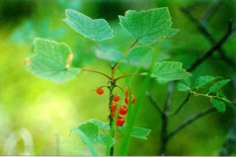 Image of Ribes triste specimen.