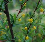 Berberis sibirica