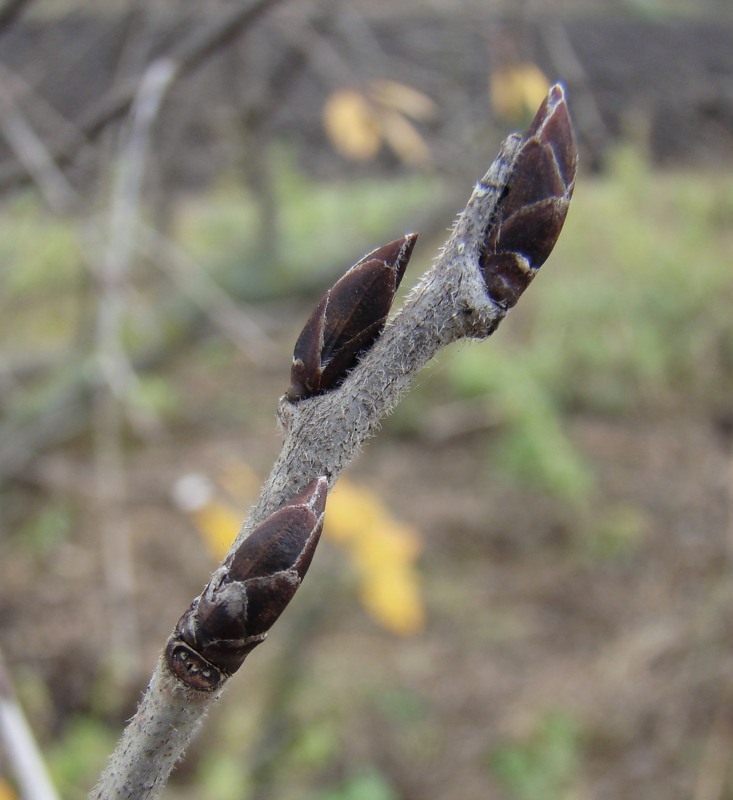 Image of Rhamnus cathartica specimen.