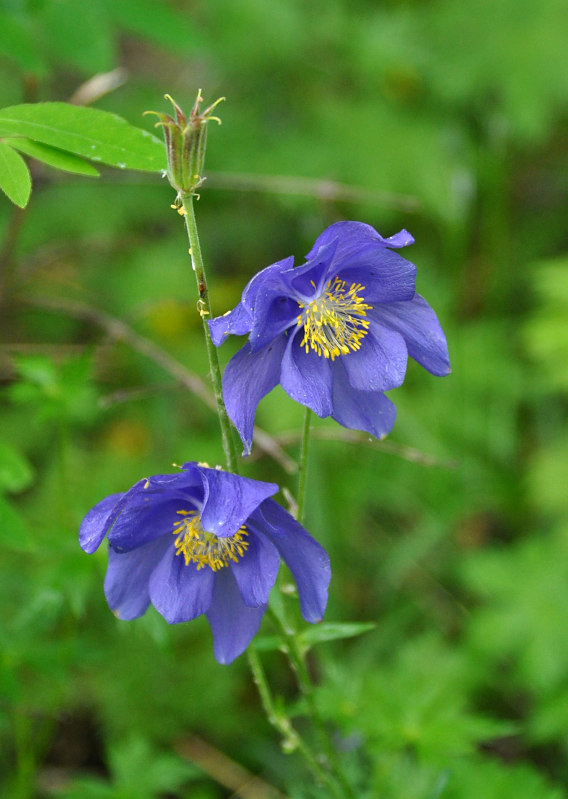 Изображение особи Aquilegia glandulosa.