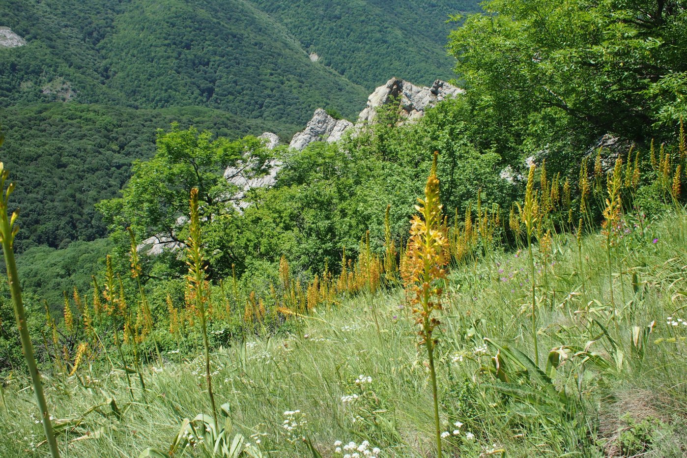 Изображение особи Eremurus jungei.