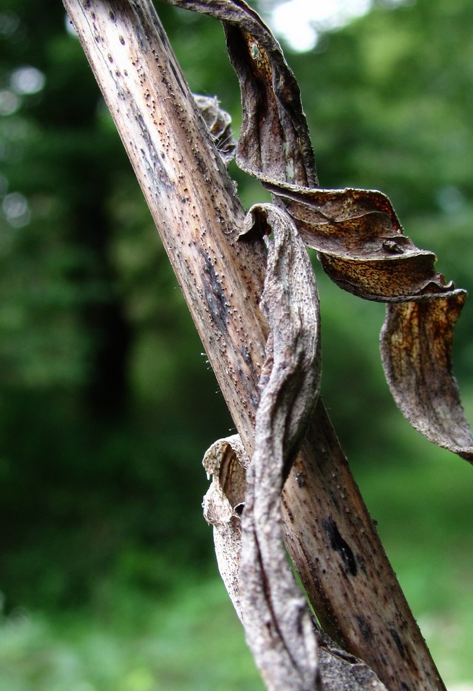 Image of Digitalis schischkinii specimen.