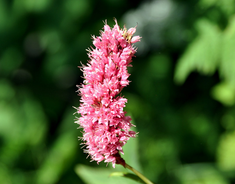 Изображение особи Bistorta carnea.