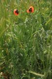 Papaver stevenianum