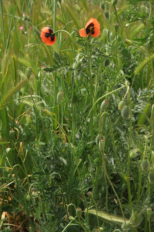 Изображение особи Papaver stevenianum.