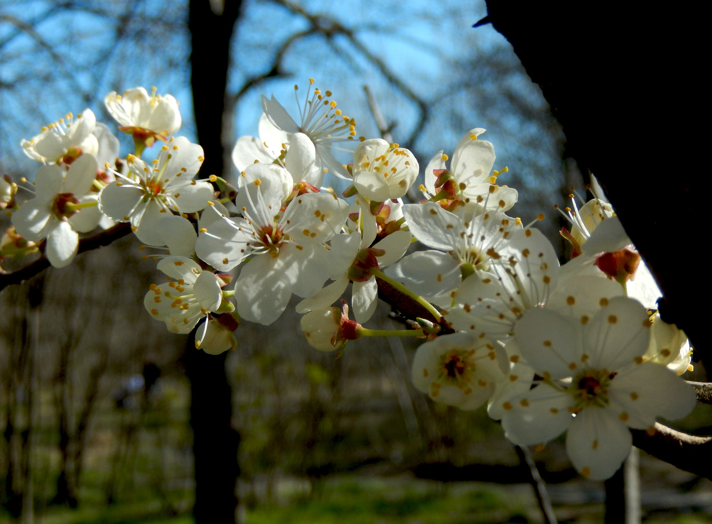 Изображение особи Prunus cerasifera.