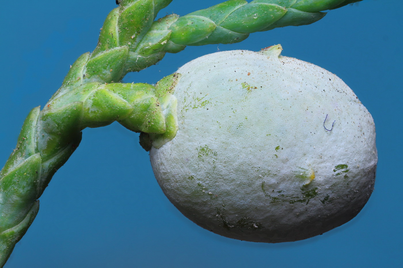 Image of Juniperus virginiana specimen.