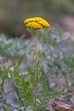 Achillea filipendulina