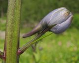 Delphinium flexuosum