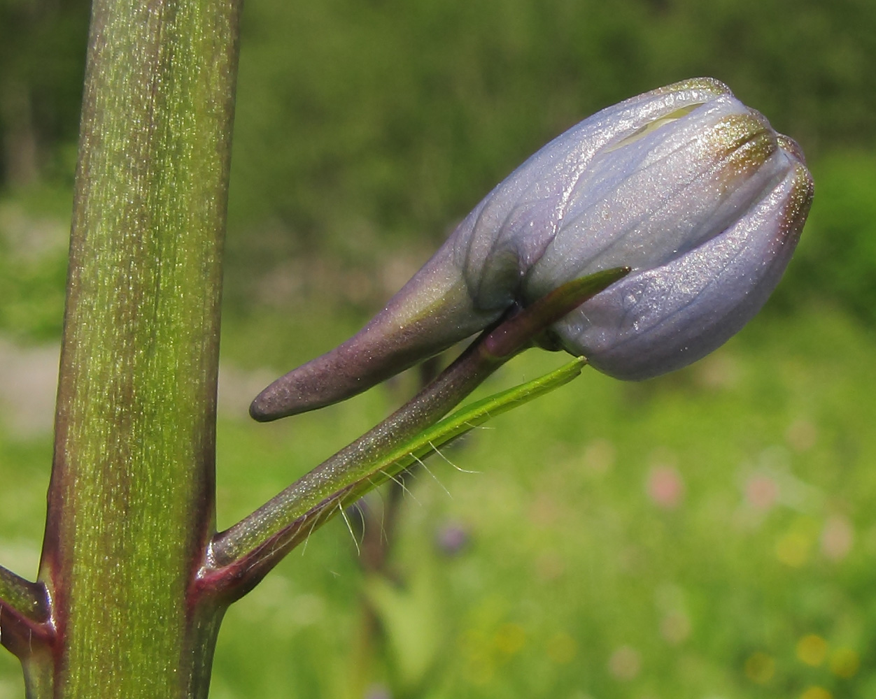 Изображение особи Delphinium flexuosum.