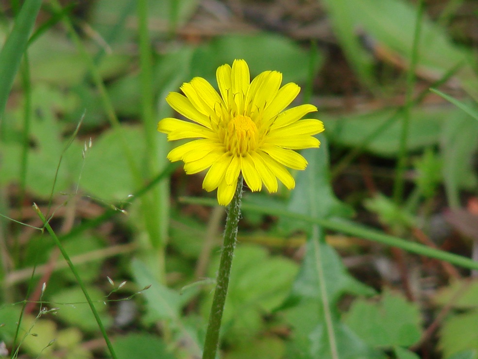 Изображение особи род Taraxacum.
