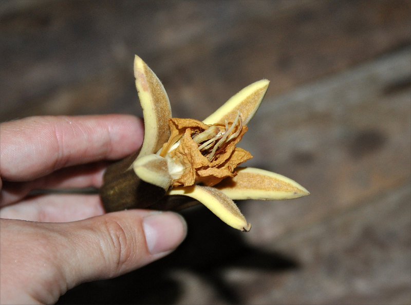 Image of Pterospermum diversifolium specimen.