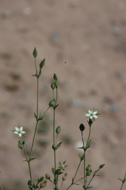 Image of Arenaria serpyllifolia specimen.