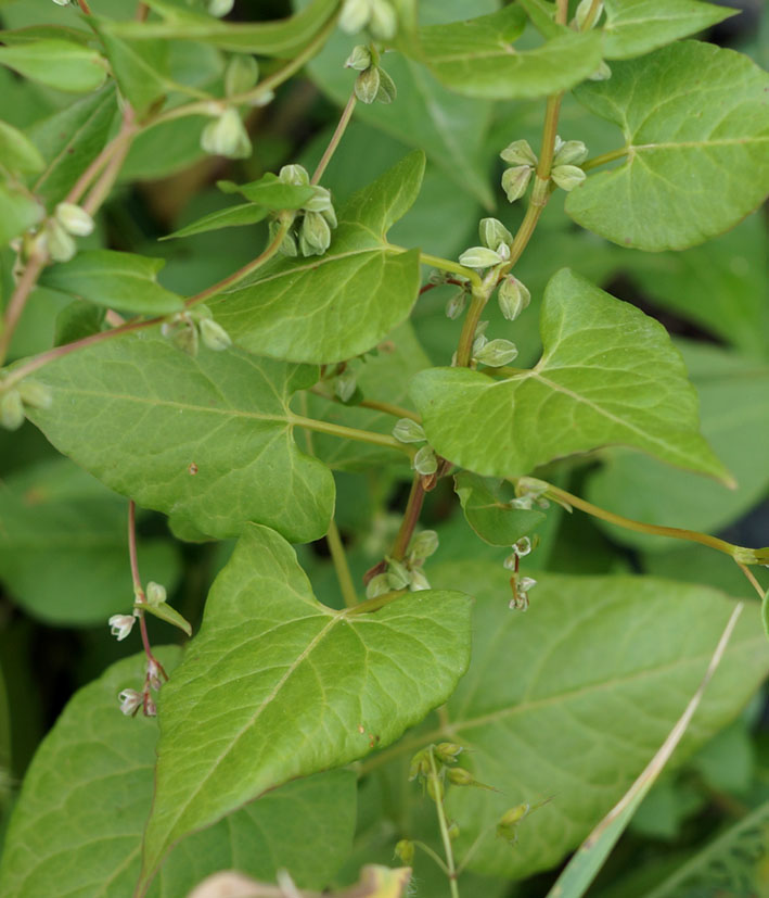 Image of Fallopia convolvulus specimen.
