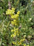 Galium verum. Верхушка зацветающего растения. Кыргызстан, Нарынская обл., левый берег р. Нарын, окр. с. Таш-Башат, вахтовый пос. 18.06.2015.